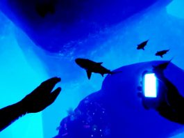 Iron Fish - İnceleme 2