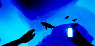 Iron Fish - İnceleme 2