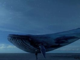 Sosyal Medya Oyunu Mavi Balina Öldürmeye Devam Ediyor 2