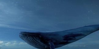 Sosyal Medya Oyunu Mavi Balina Öldürmeye Devam Ediyor 2